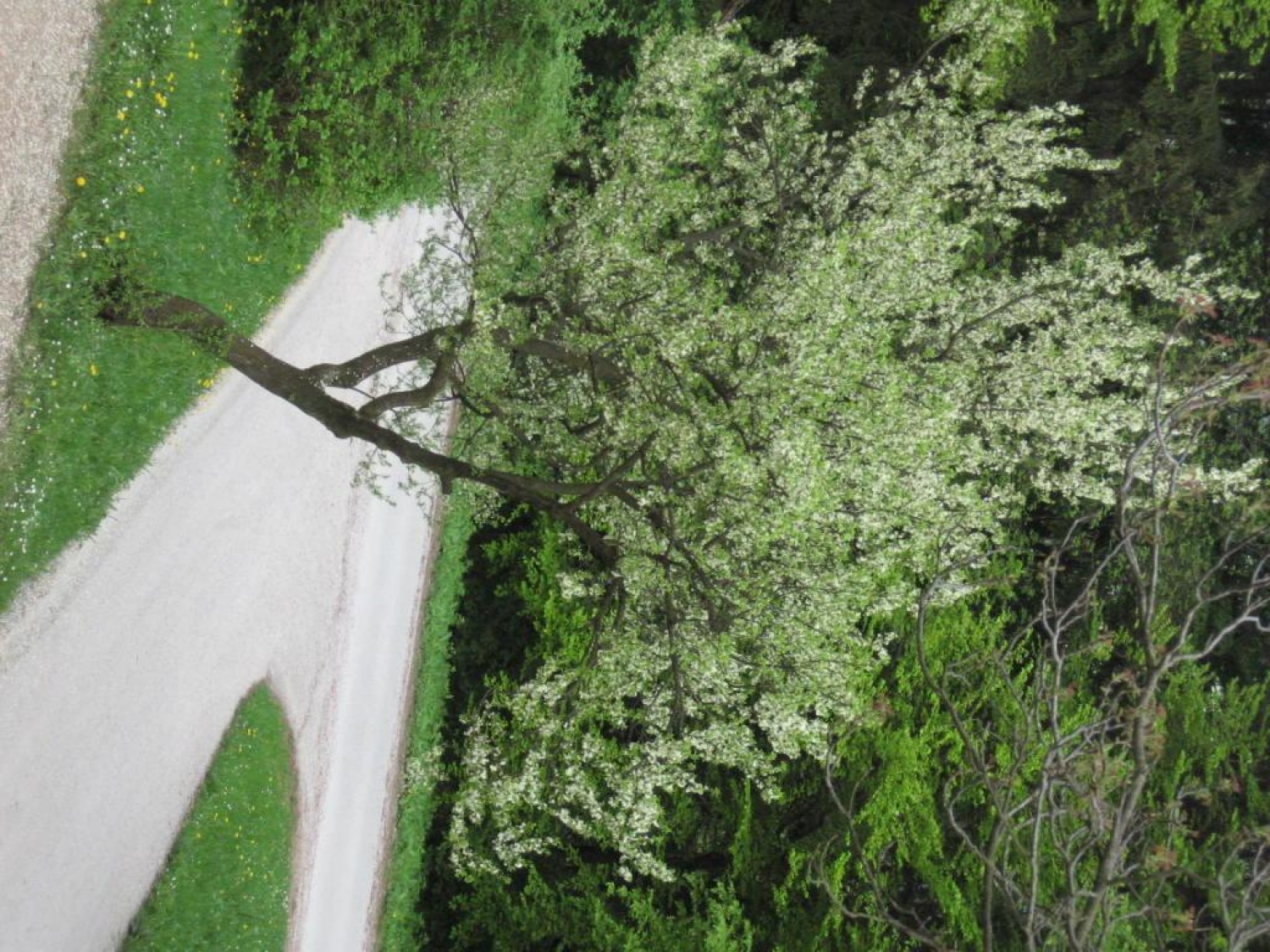 narava, drevo, skavti, studio, radio