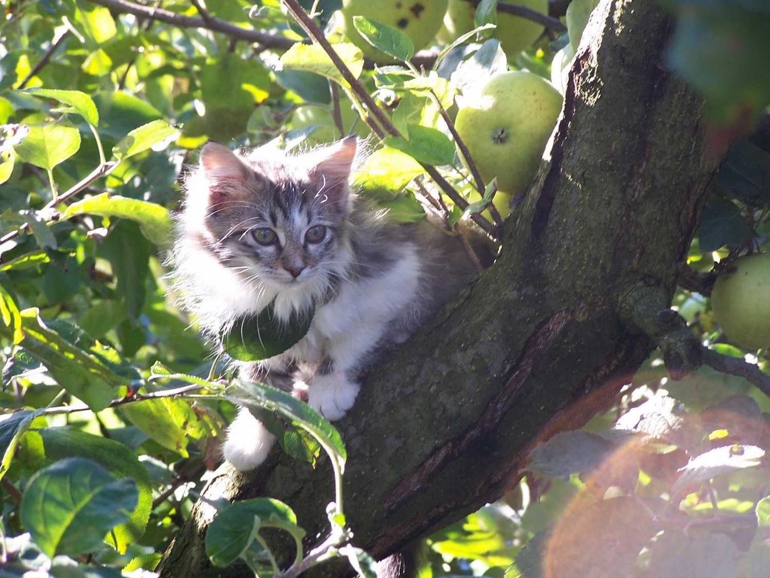 Pogledat nas je prisla tudi muca