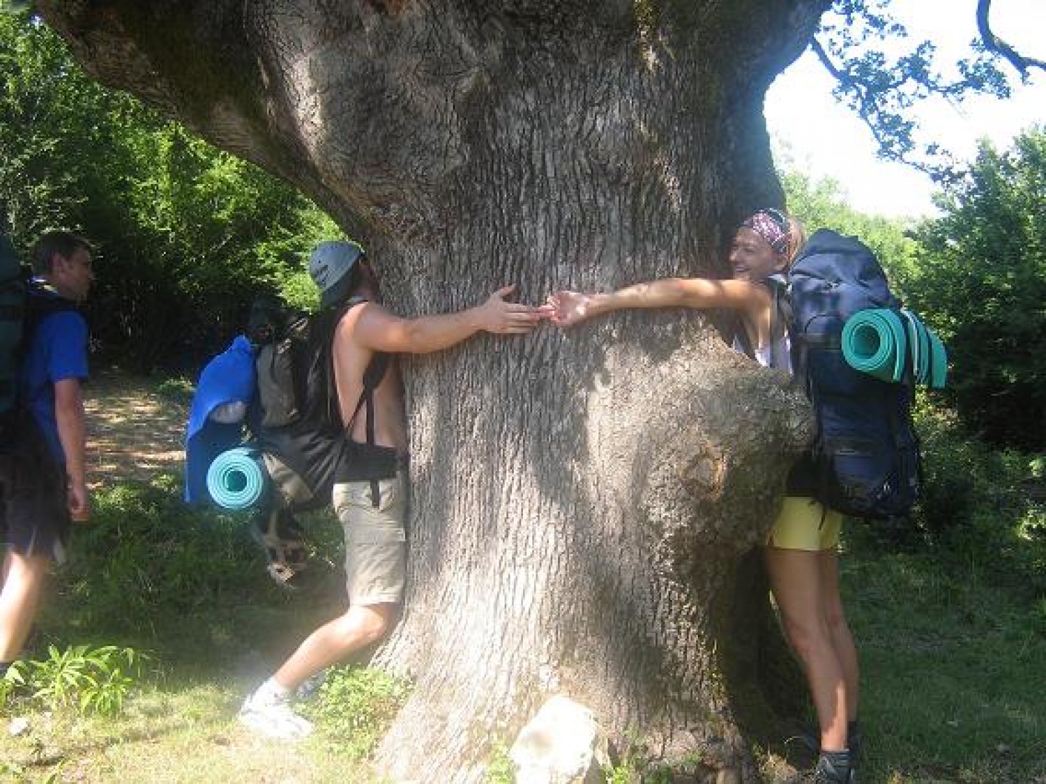 najstarejši hrast na otoku