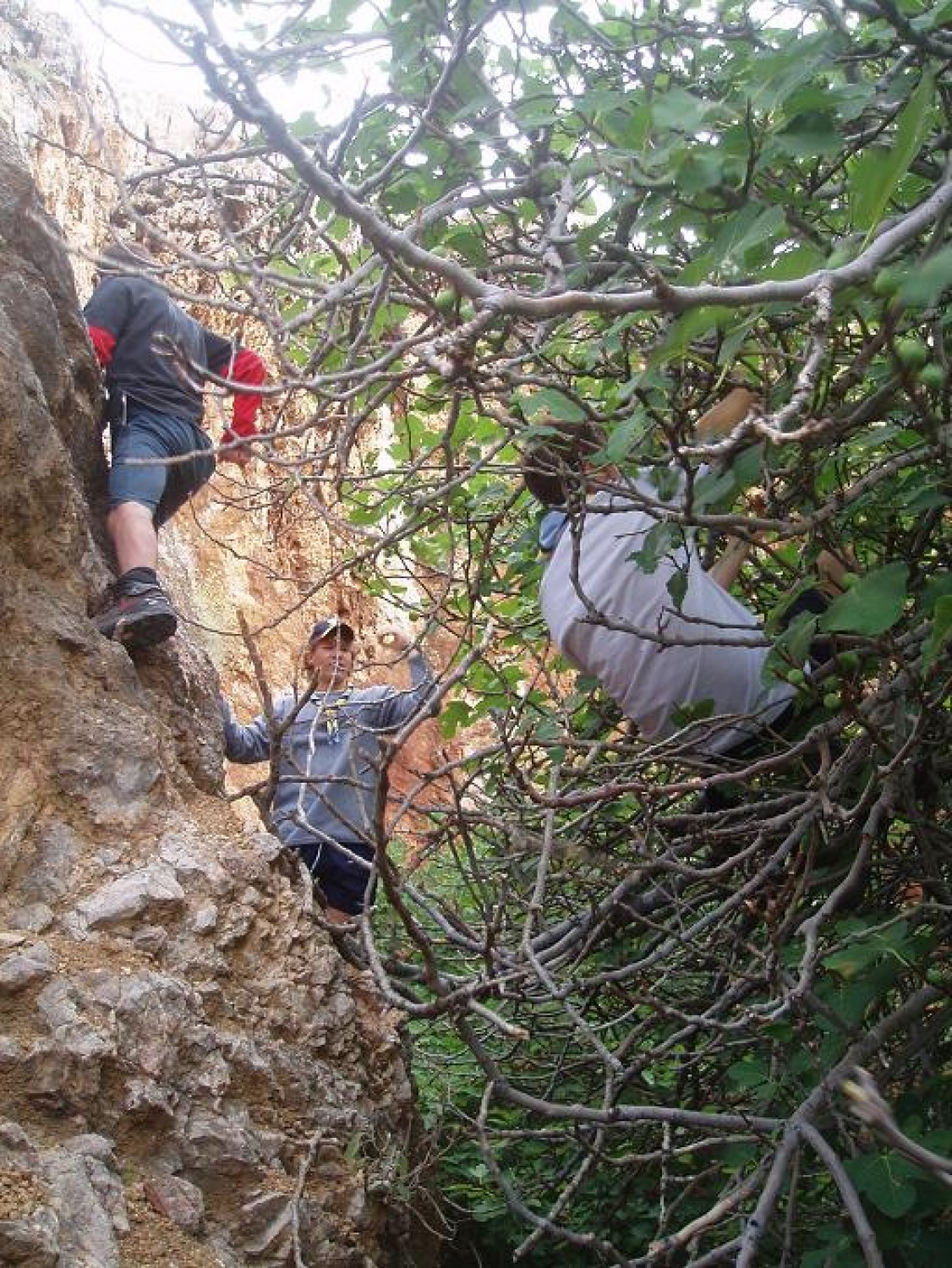 jooooj, kako so fige dobre...