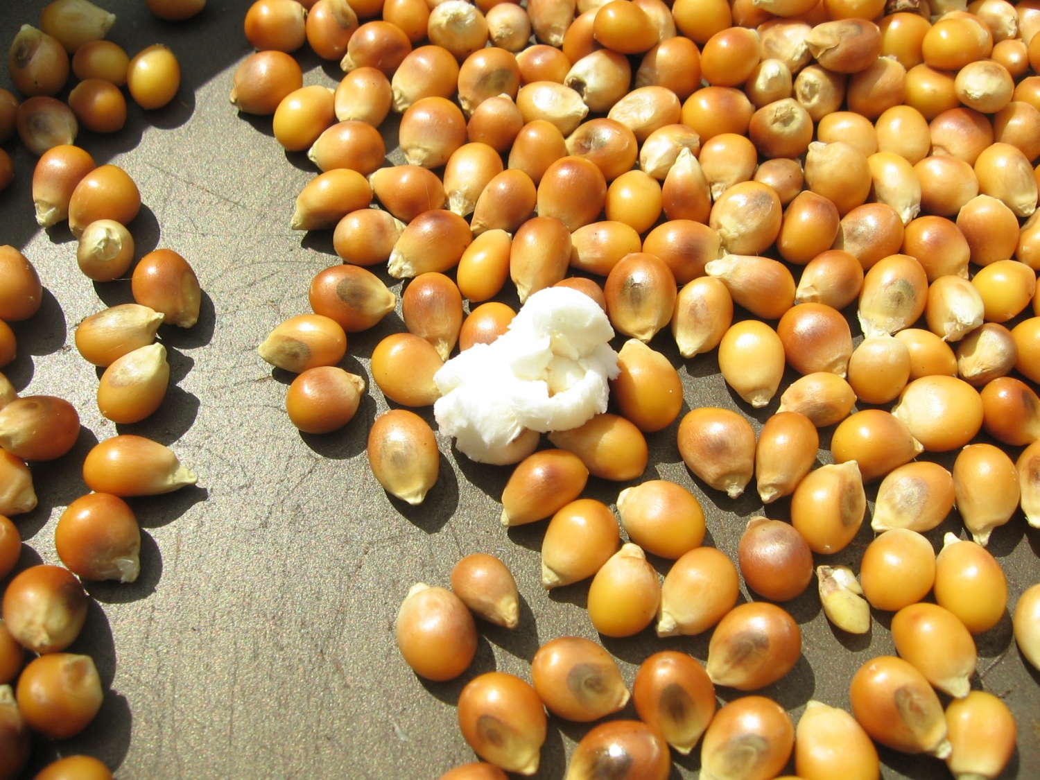 Naše veliko veselje