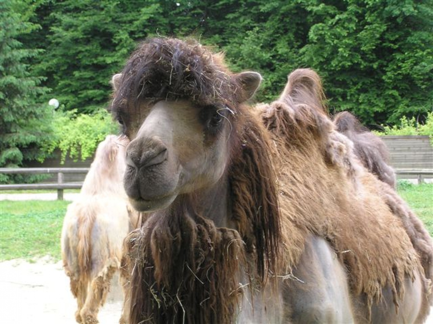 menjam dlako, zato izgledam tako oguljena