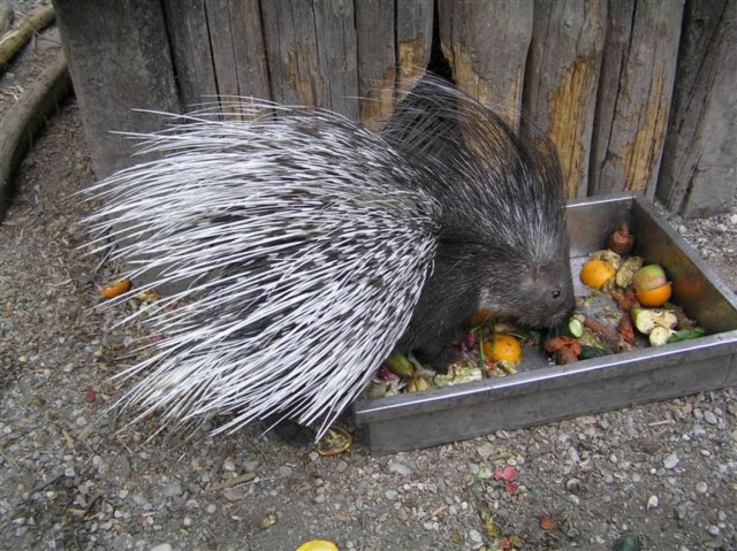 indijski ježevec, Ikijev prijatelj
