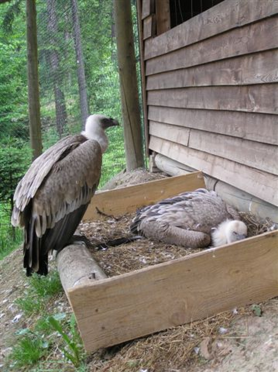 beloglavi jastreb straži valečo samico