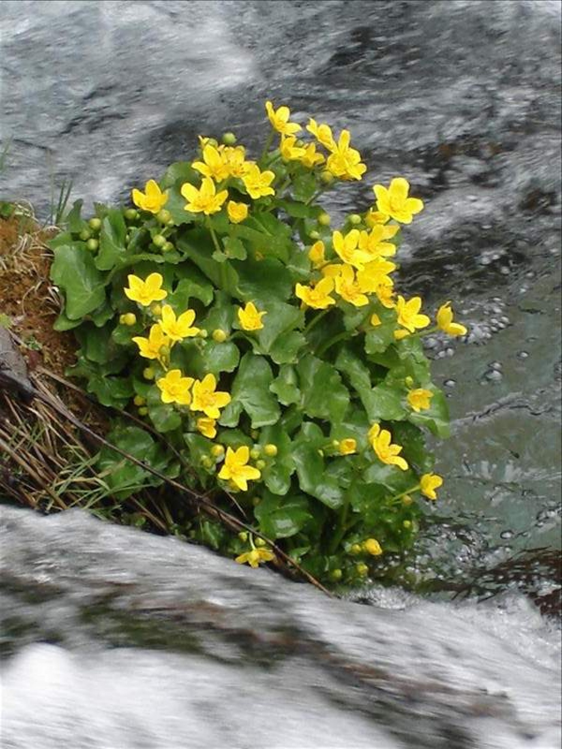 Zime res ni več ...