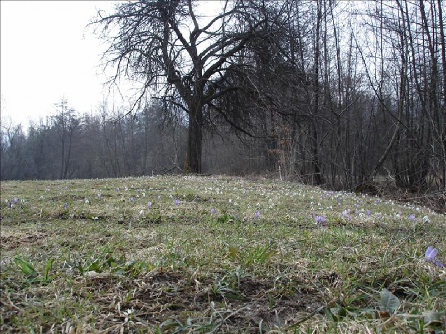 Pričakalo nas je polno zvončkov in žafranov...