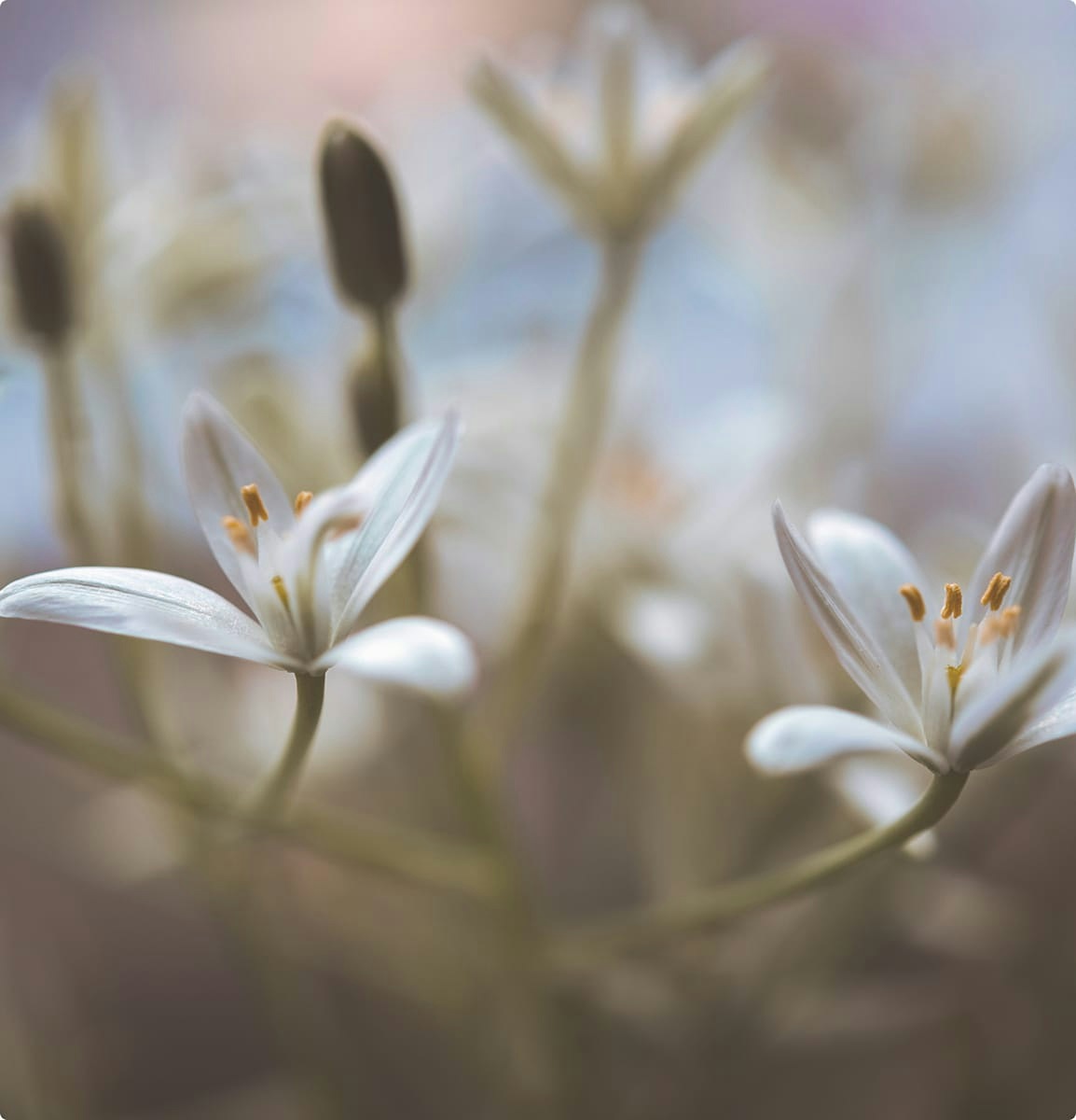 Close up of some flowers