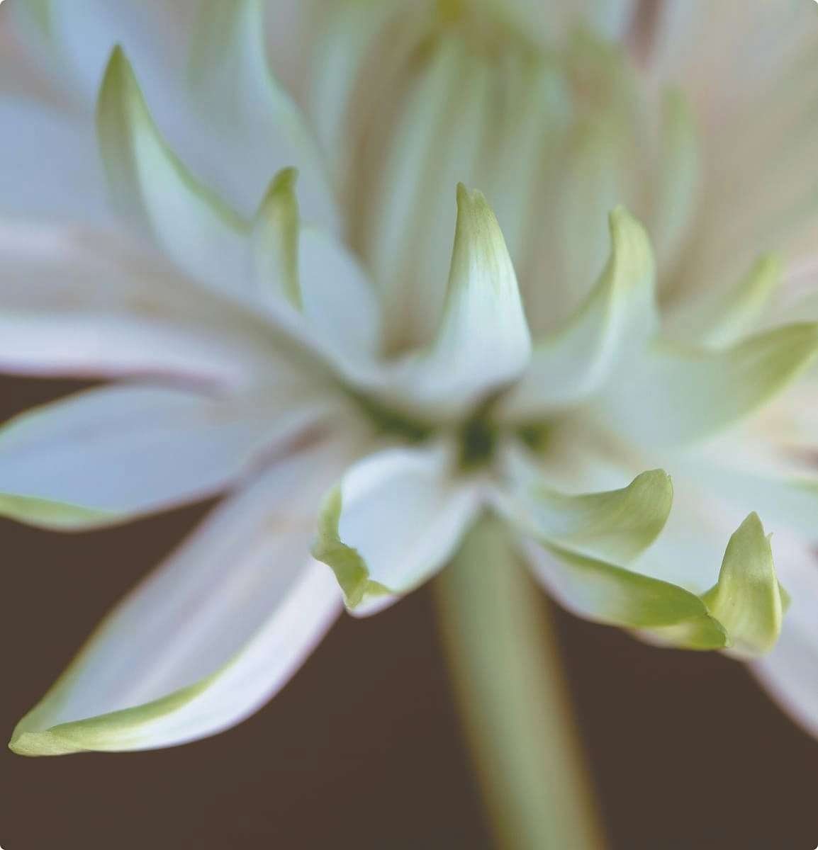 Close up of a flower