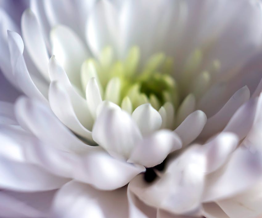 chrysanthemum flower