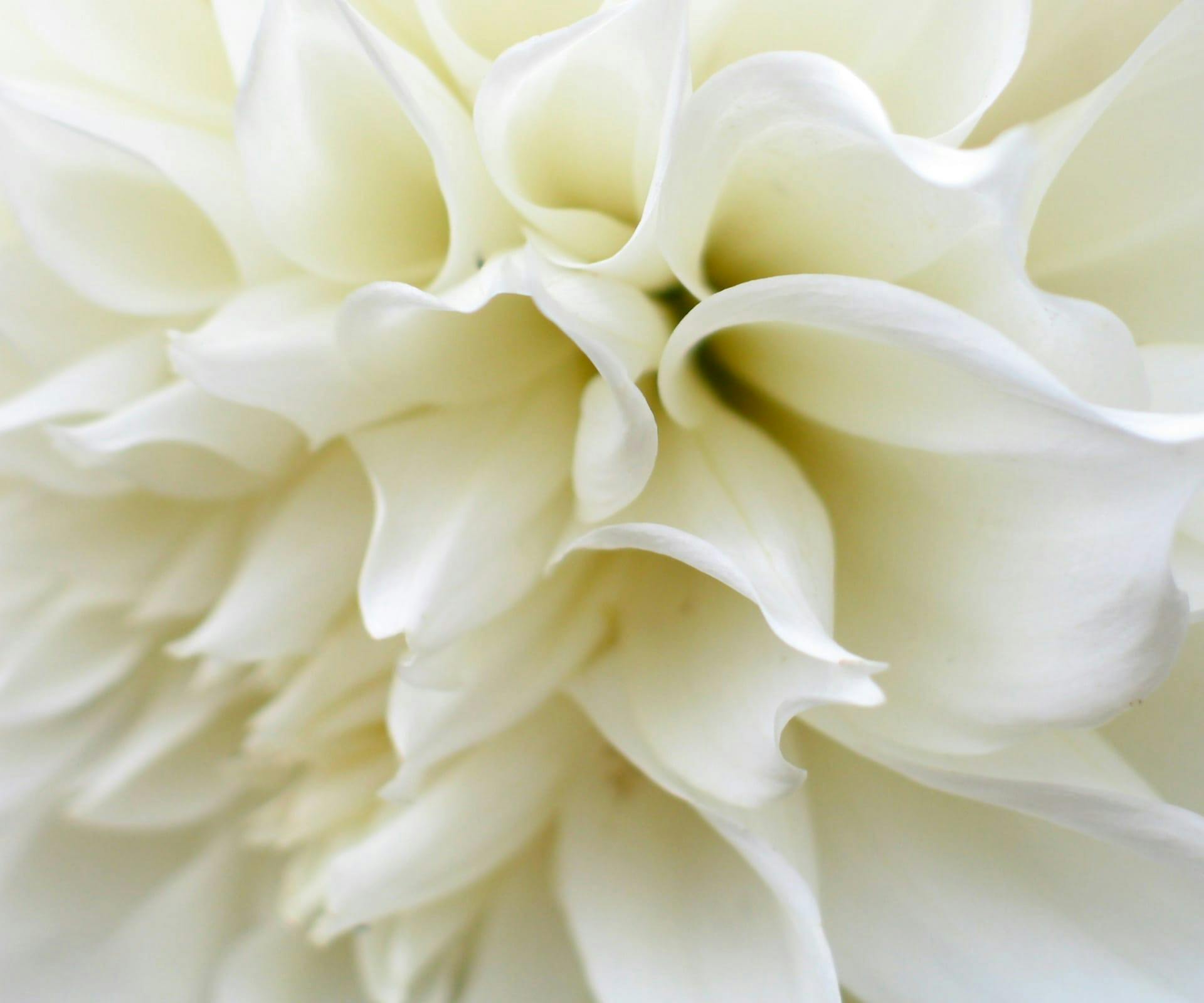 white dahlia flower