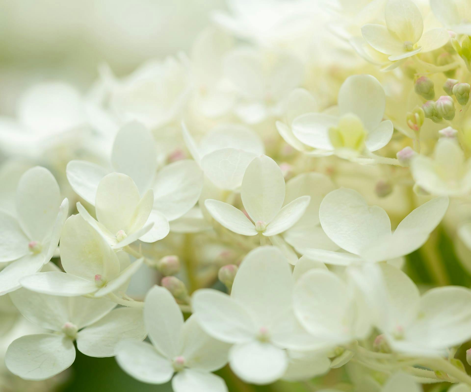 Hydrangea flowers