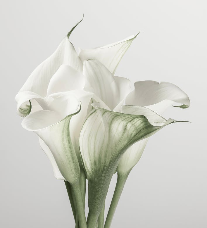 Calla Lily flowers