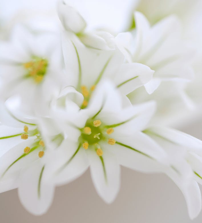 Star of Bethlehem flowers