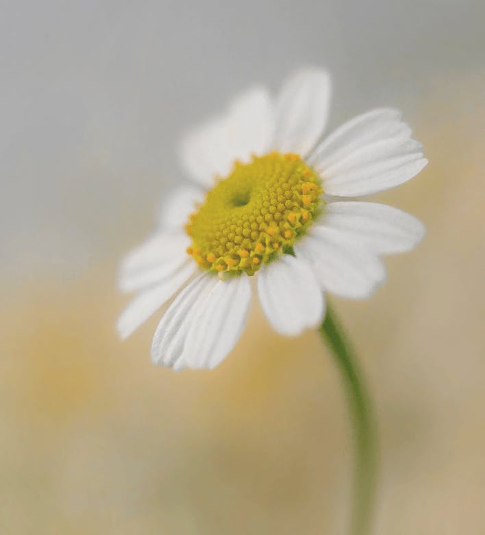 Chamomile flower