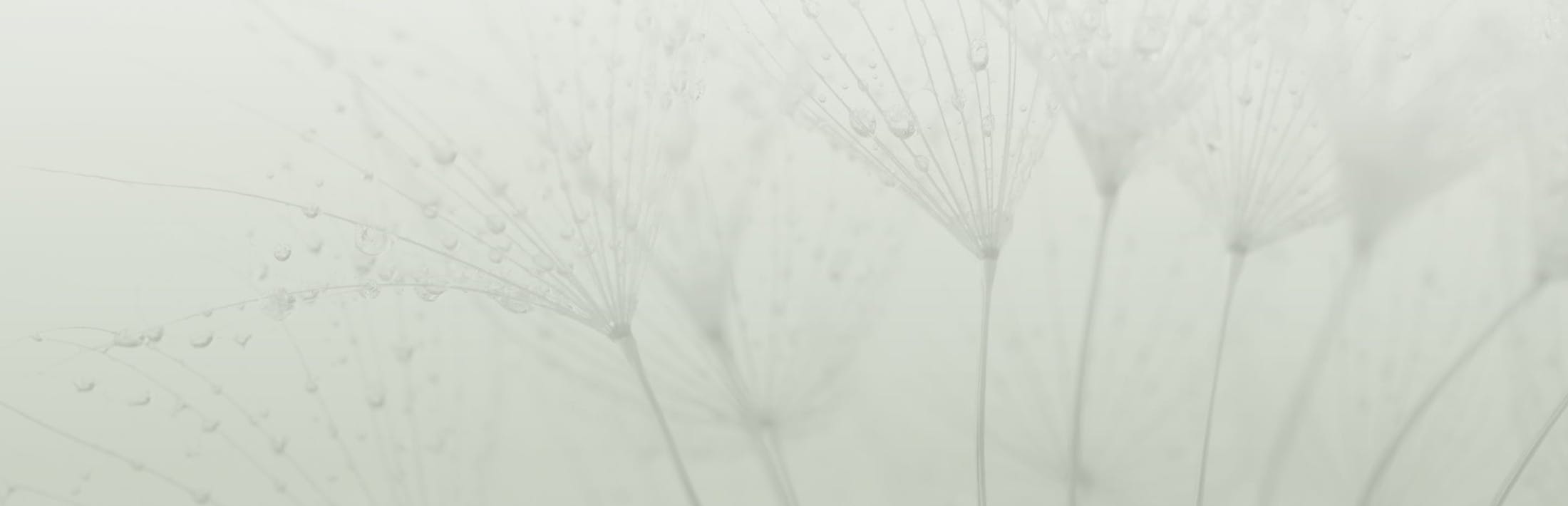 Flowers behind a green overlay