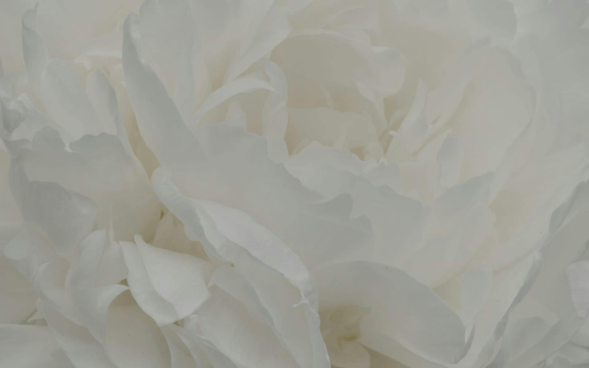 Soft white floral background