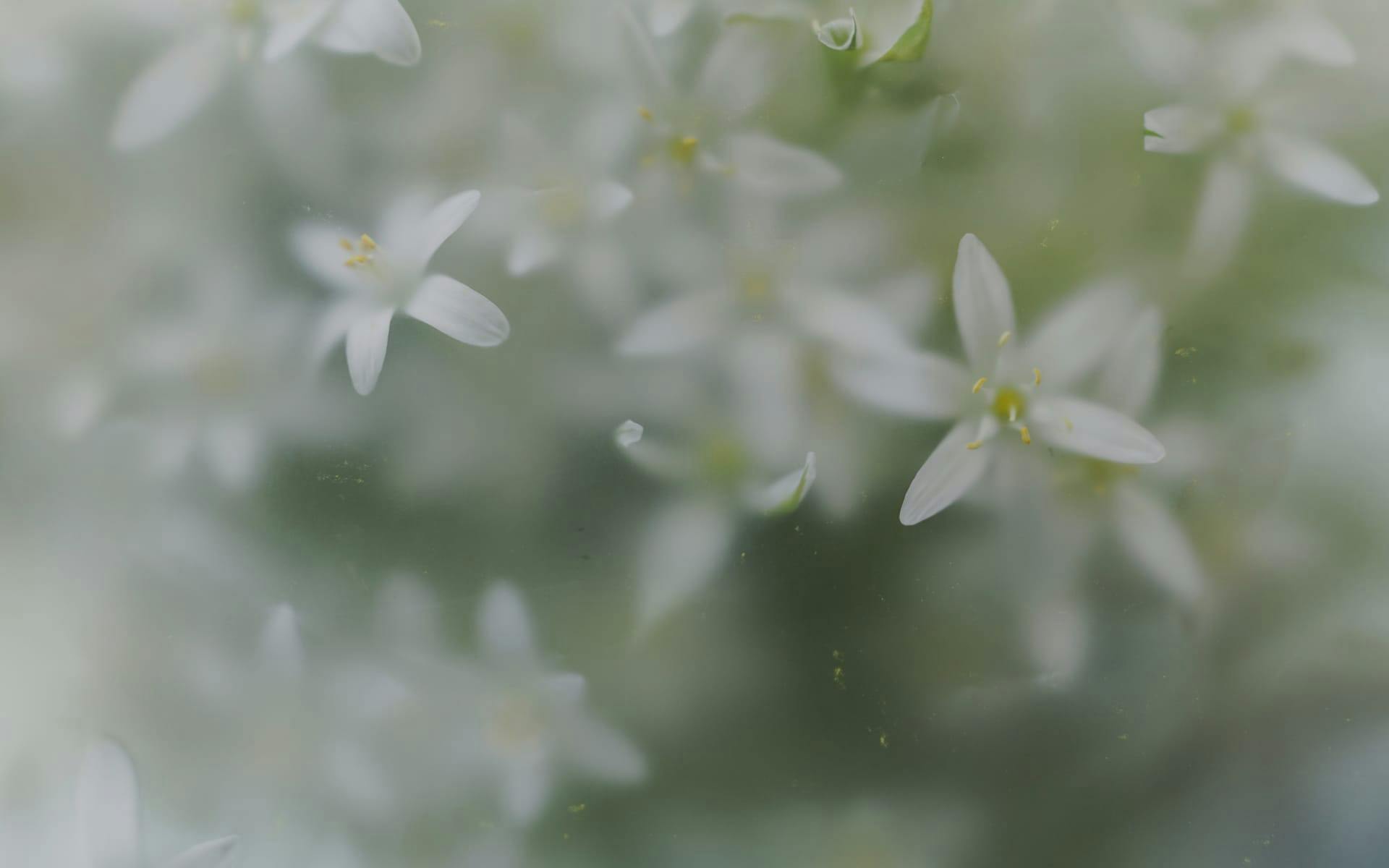 Soft green floral background