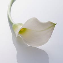 Image of flower