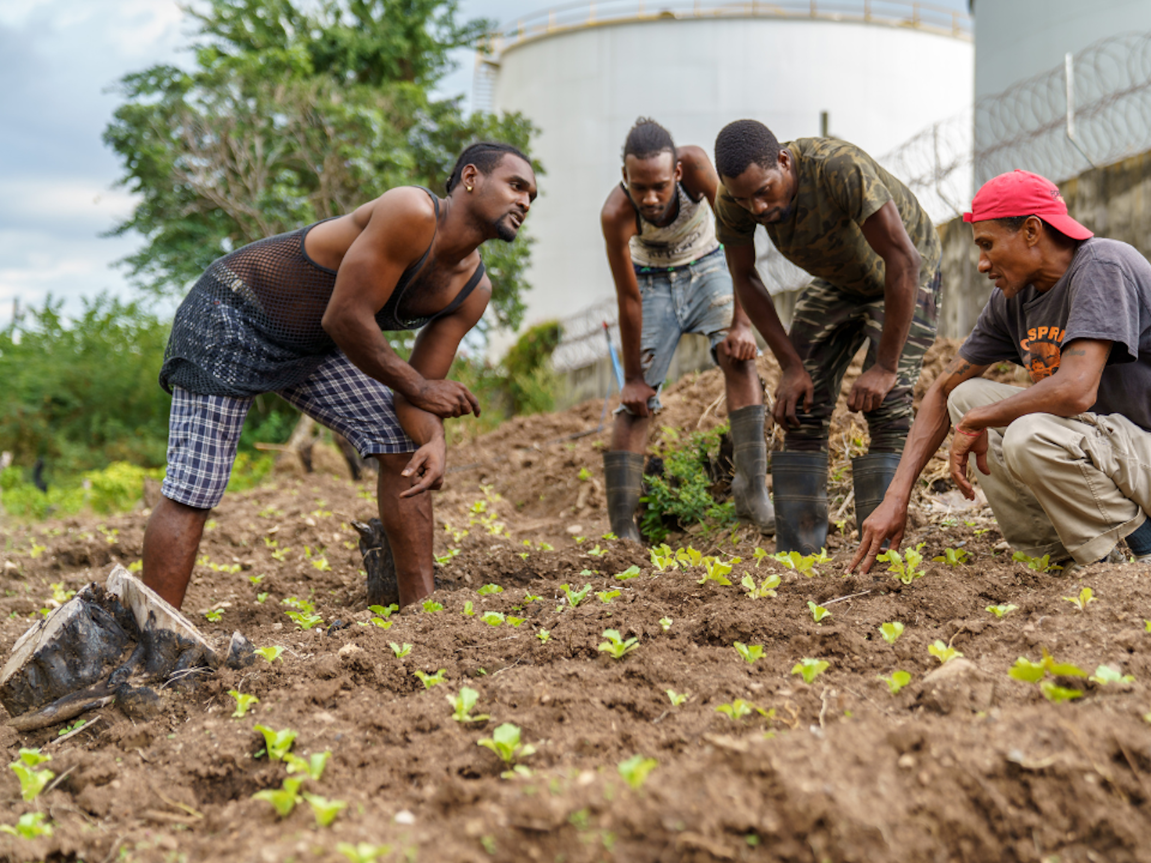 People on a field looking at crops