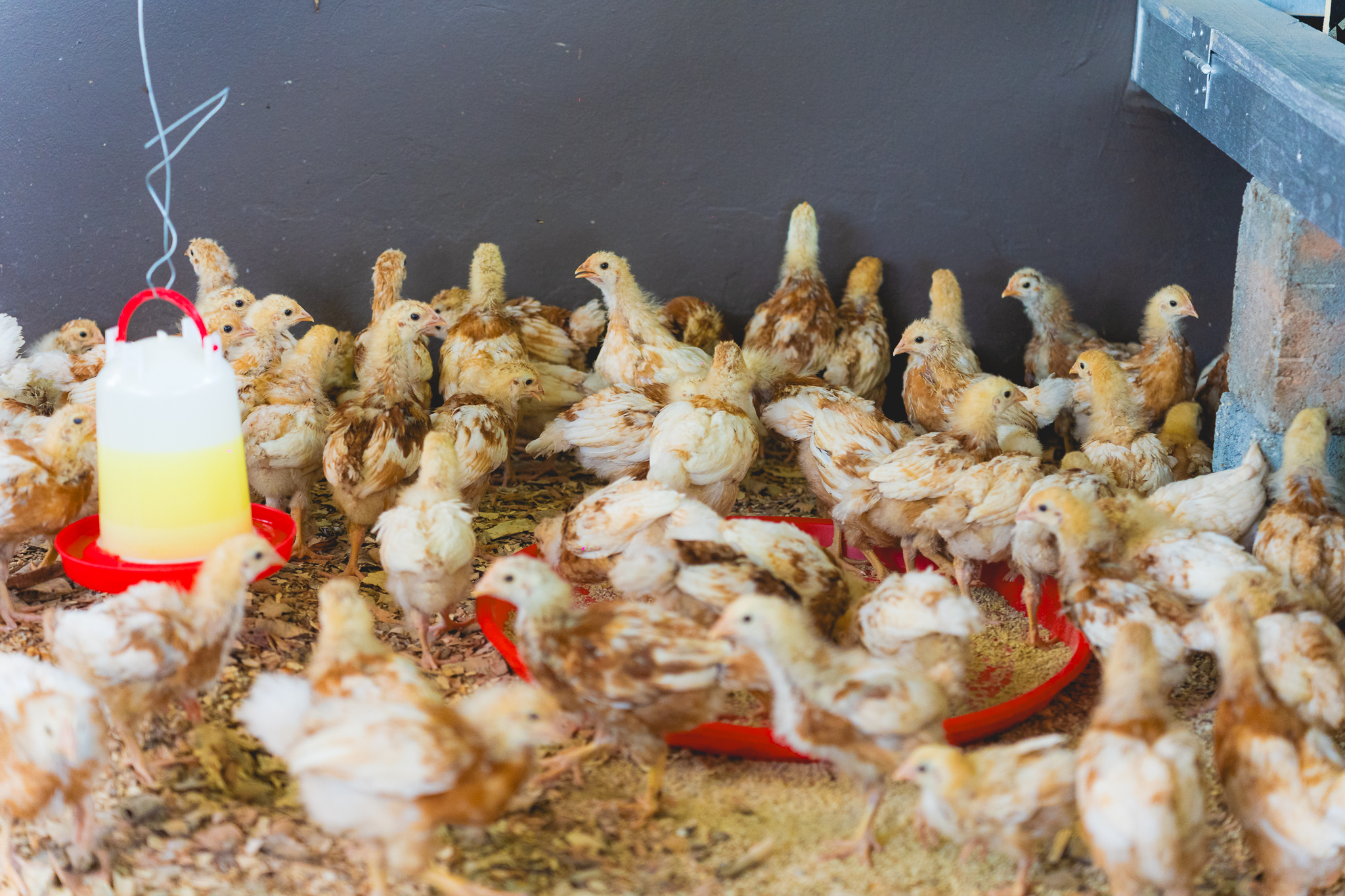 chickens in a coop