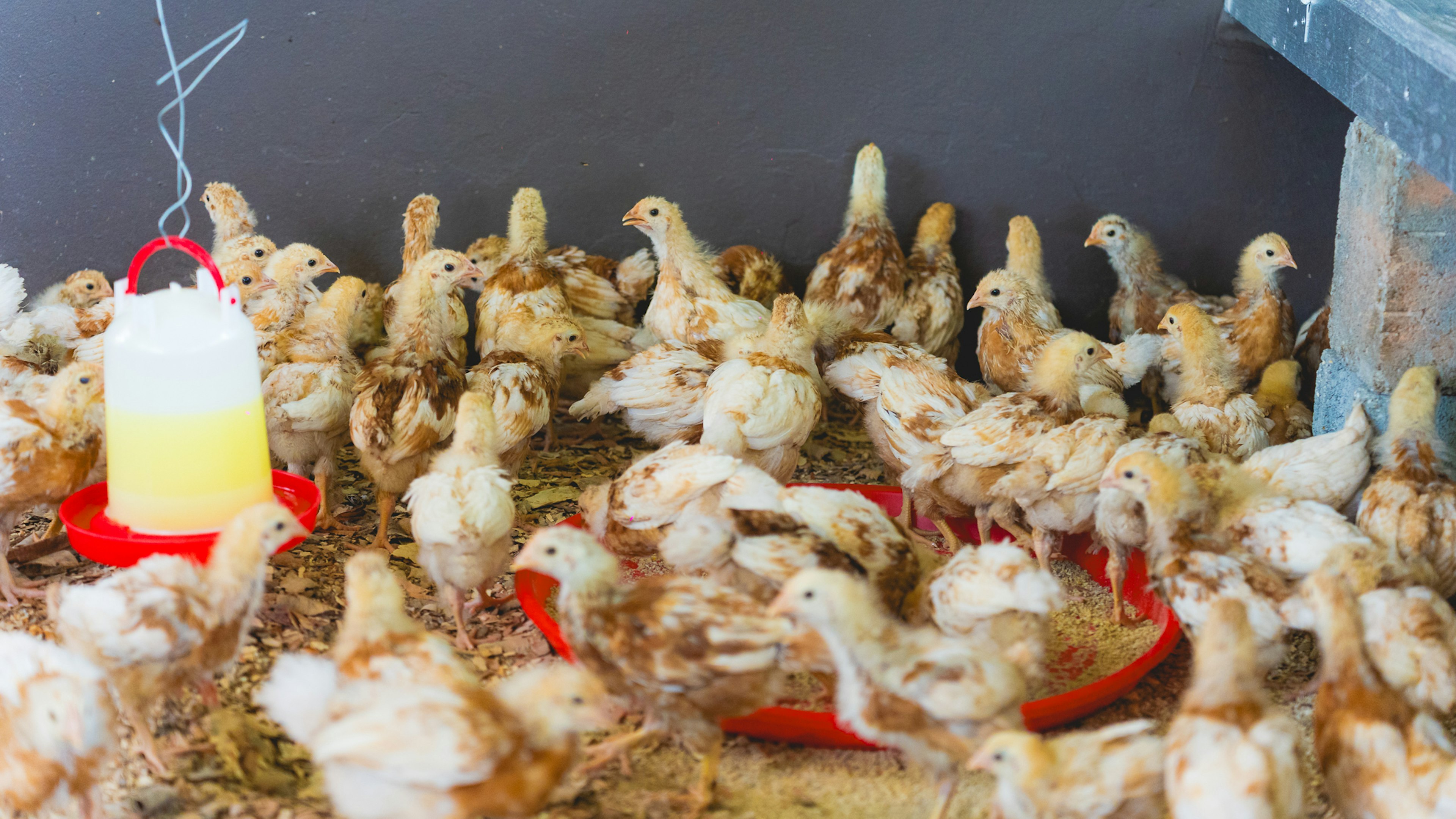 chickens in a coop