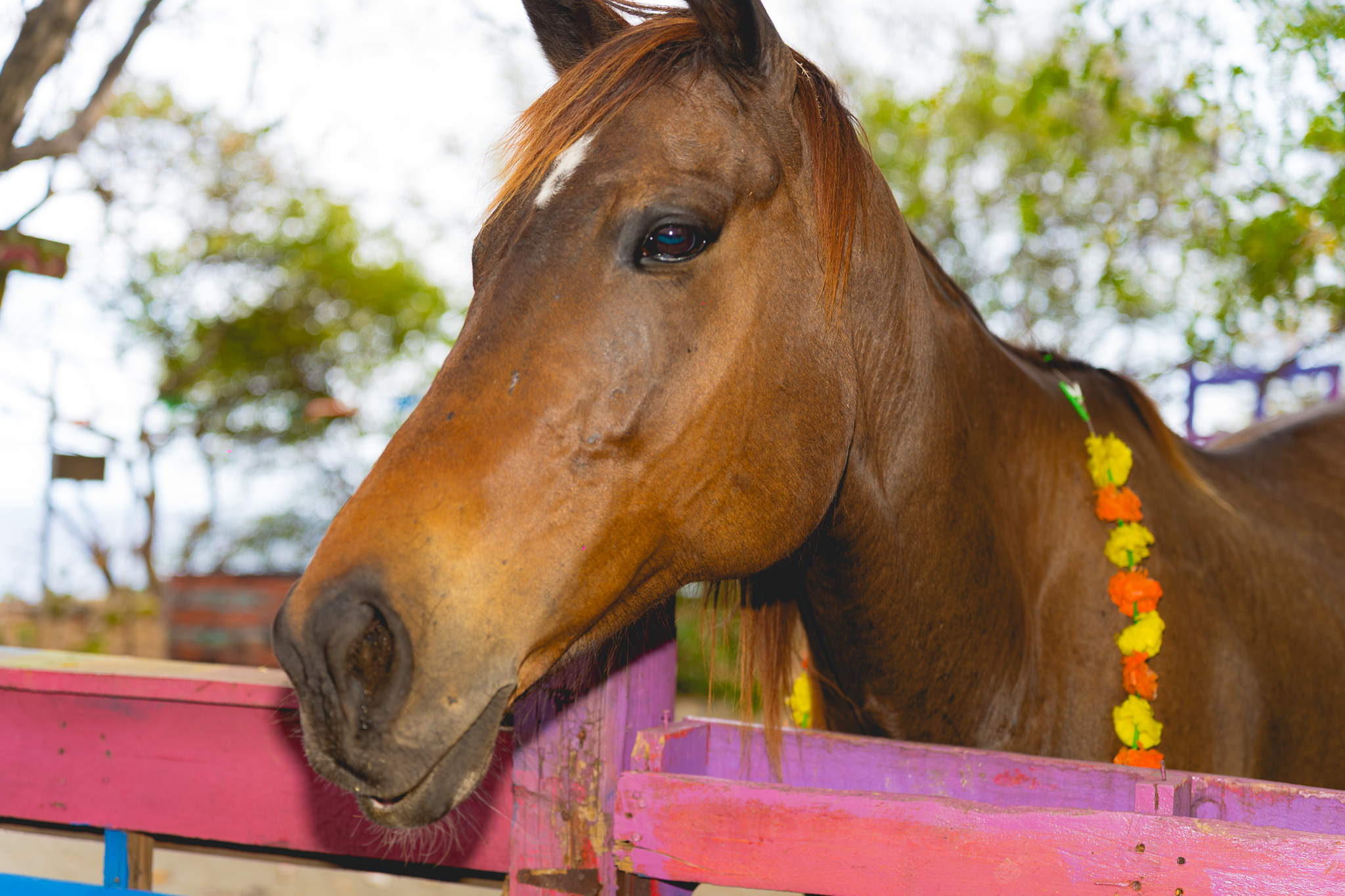 Horse from healing with Horses project