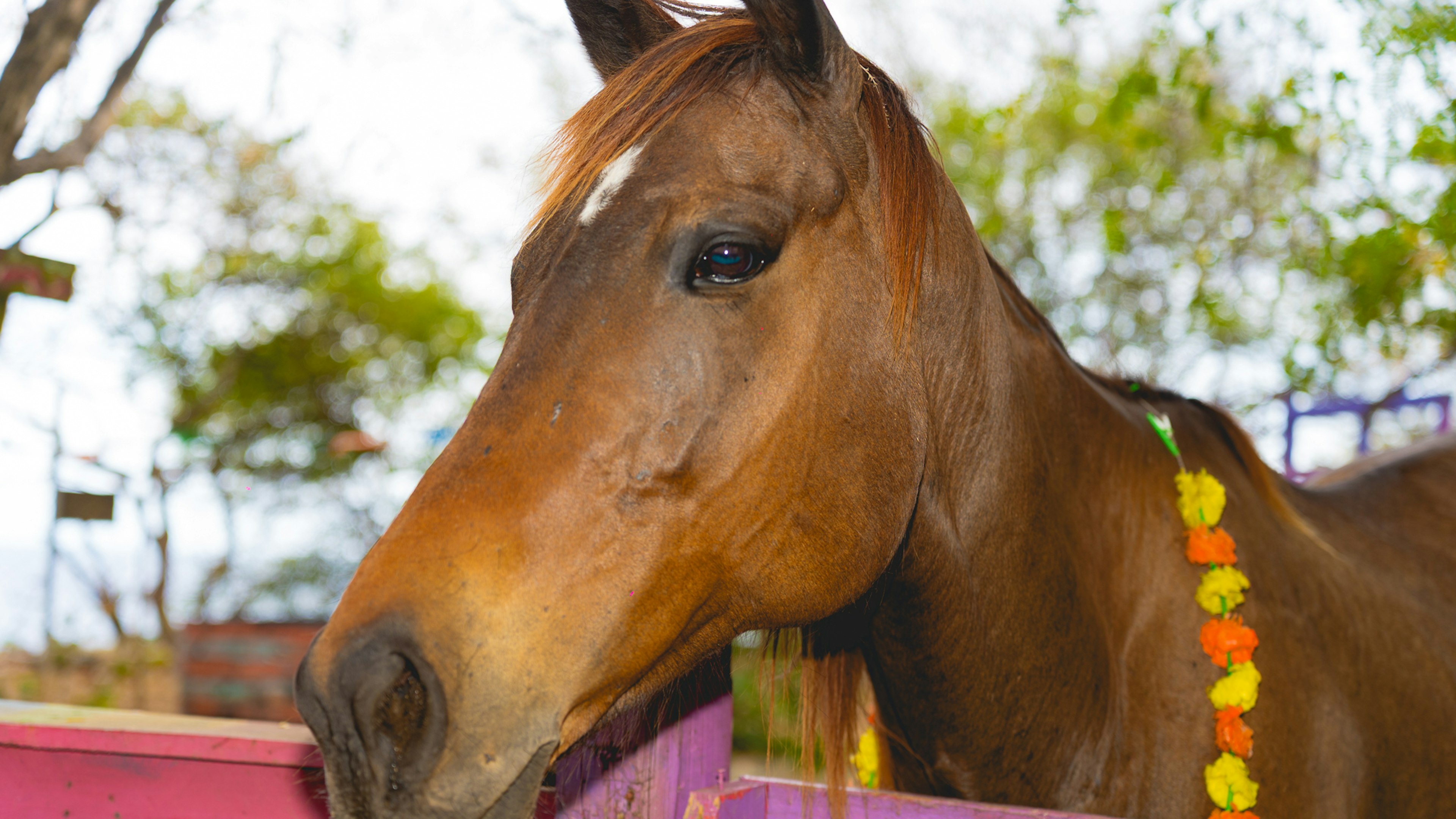 Horse from healing with Horses project