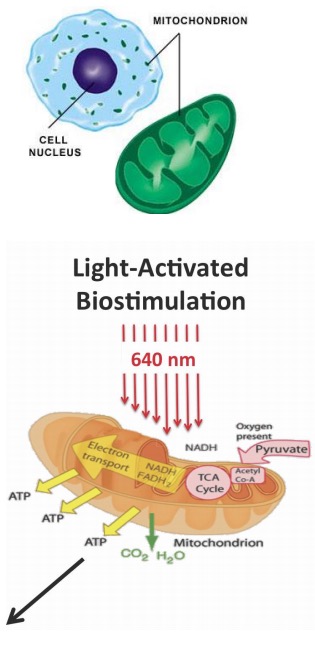 celluma light therapy infographic