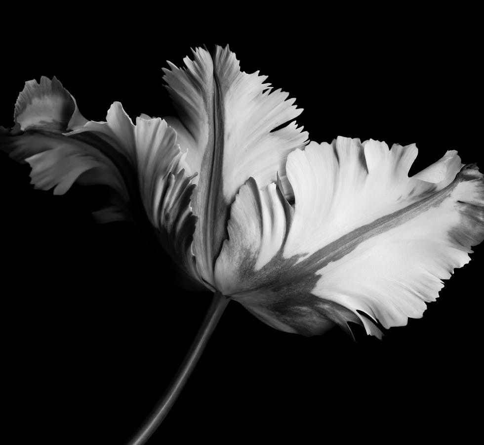 black and white flower