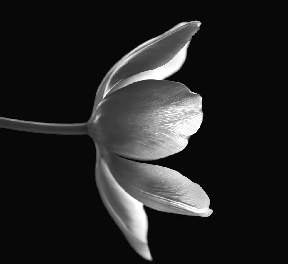 black and white flower