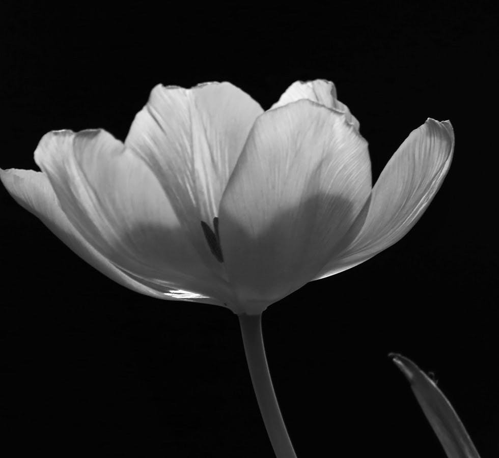 black and white flower
