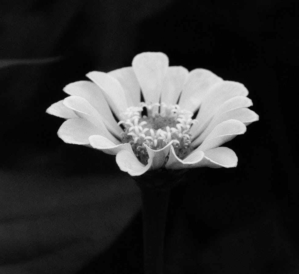 black and white flower