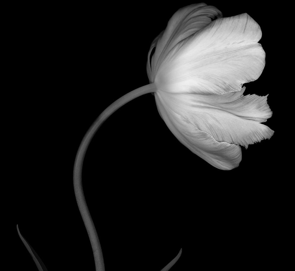 black and white flower