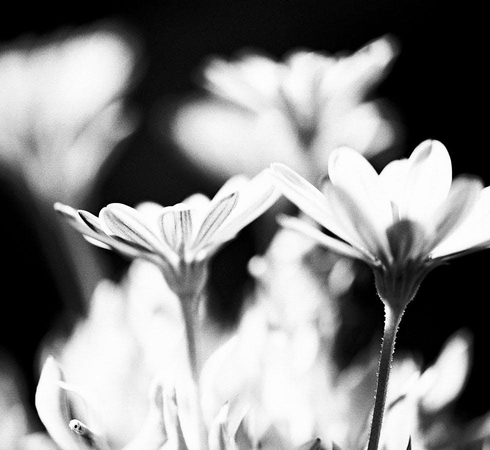 black and white flowers
