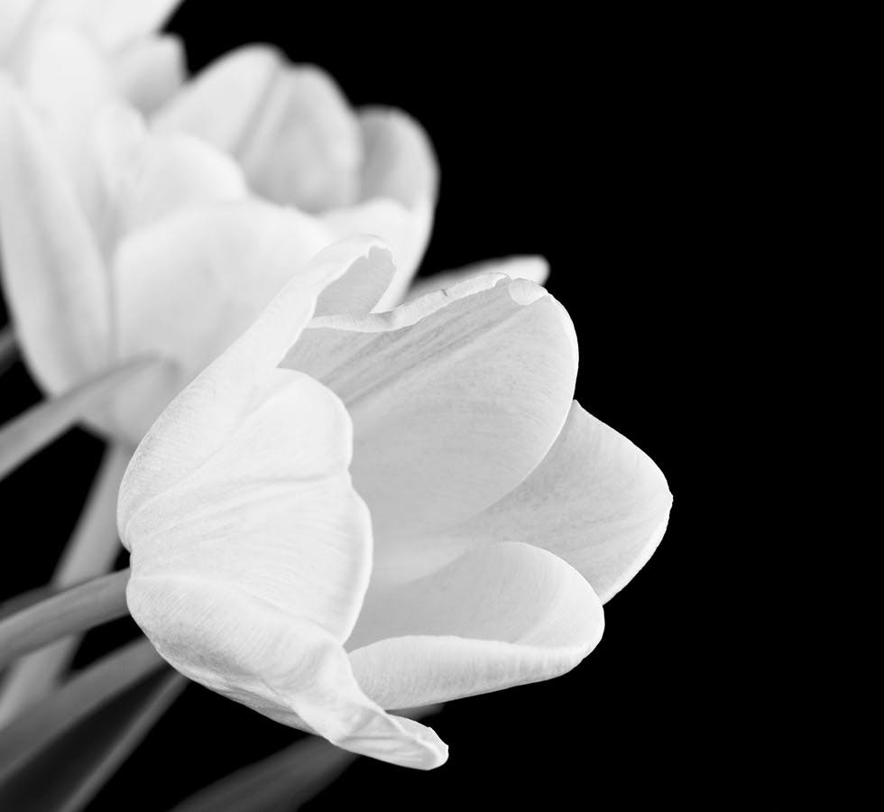black and white flower