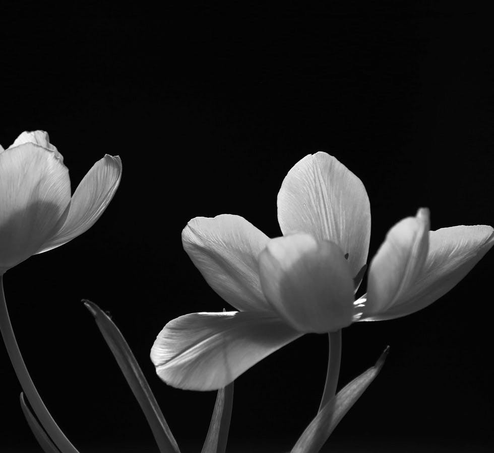 black and white flower