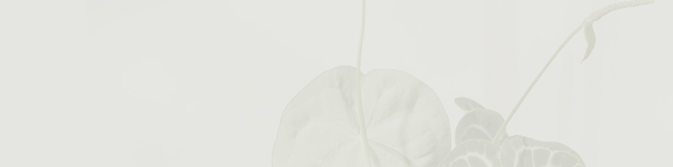 plant leaves