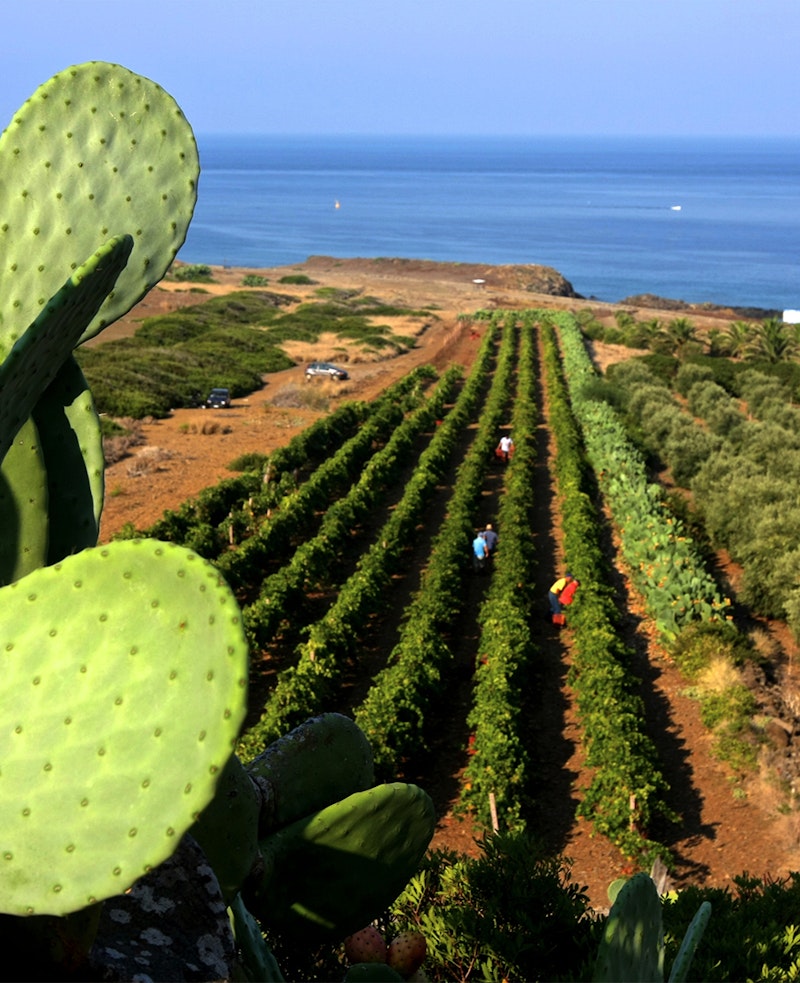 Let's leave it to Margaret of Hibiscus!