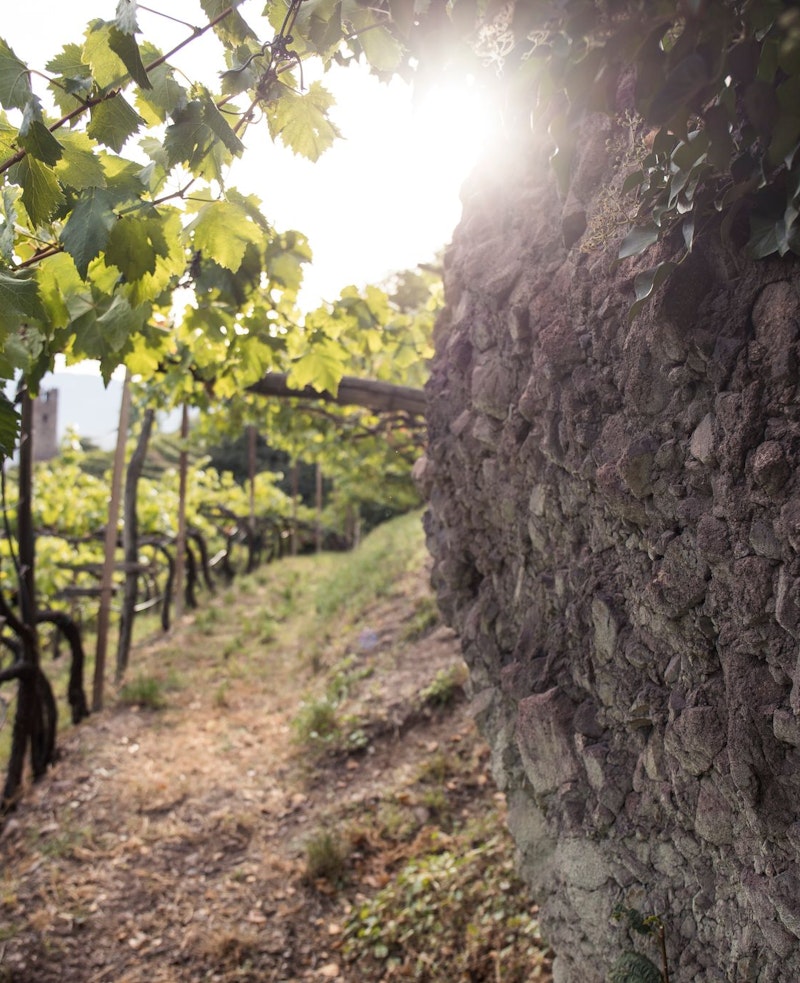 ROTTENSTEINER: IL VINO SULLA PIETRA ROSSA