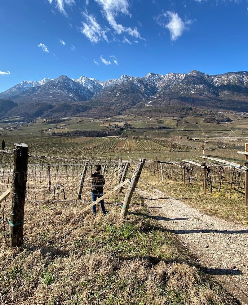 LIESELEHOF: IL VINO DEL PASSO - UNA VARIETA' PIWI SORPRENDENTE