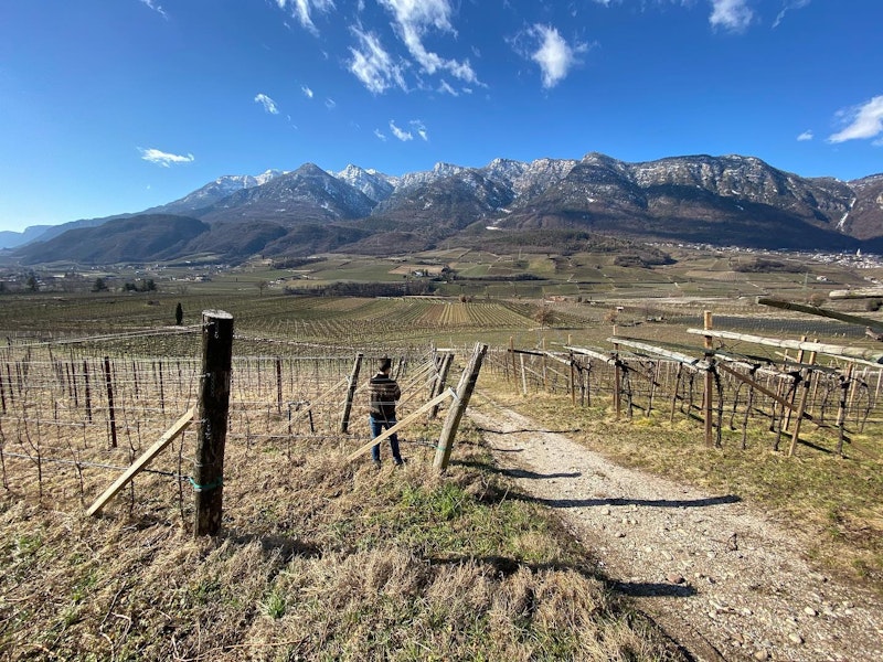 LIESELEHOF: IL VINO DEL PASSO - UNA VARIETA' PIWI SORPRENDENTE