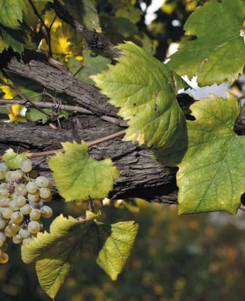 VIGNE CENTENARIE TRA CAMPANIA E SARDEGNA