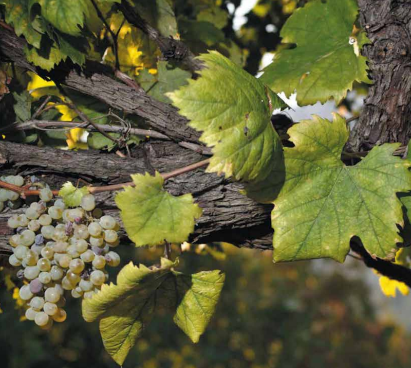 VIGNE CENTENARIE TRA CAMPANIA E SARDEGNA