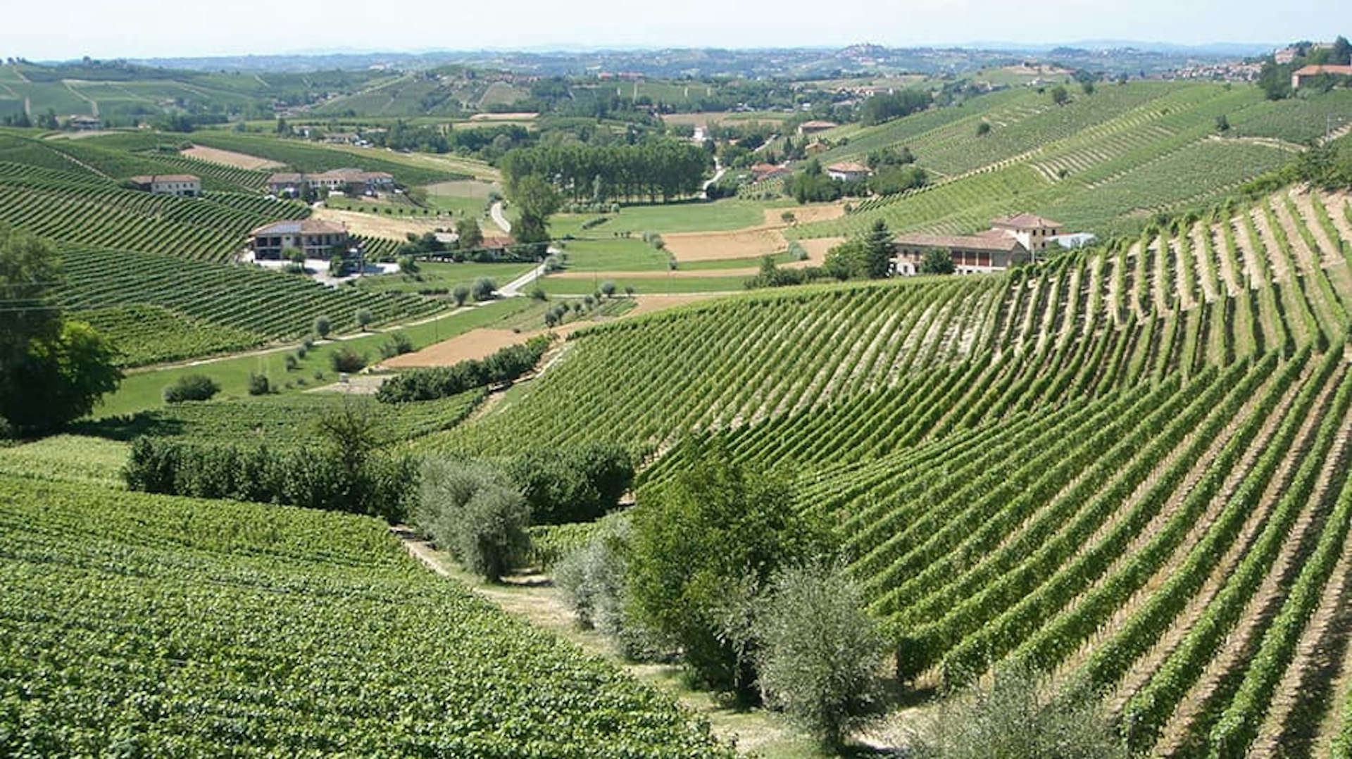Panorama delle vigne della cantina Cascina Carlot