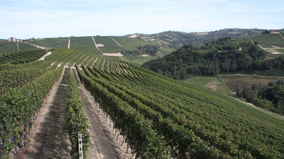 Vigneto Ginestra, Cantina Diego Conterno