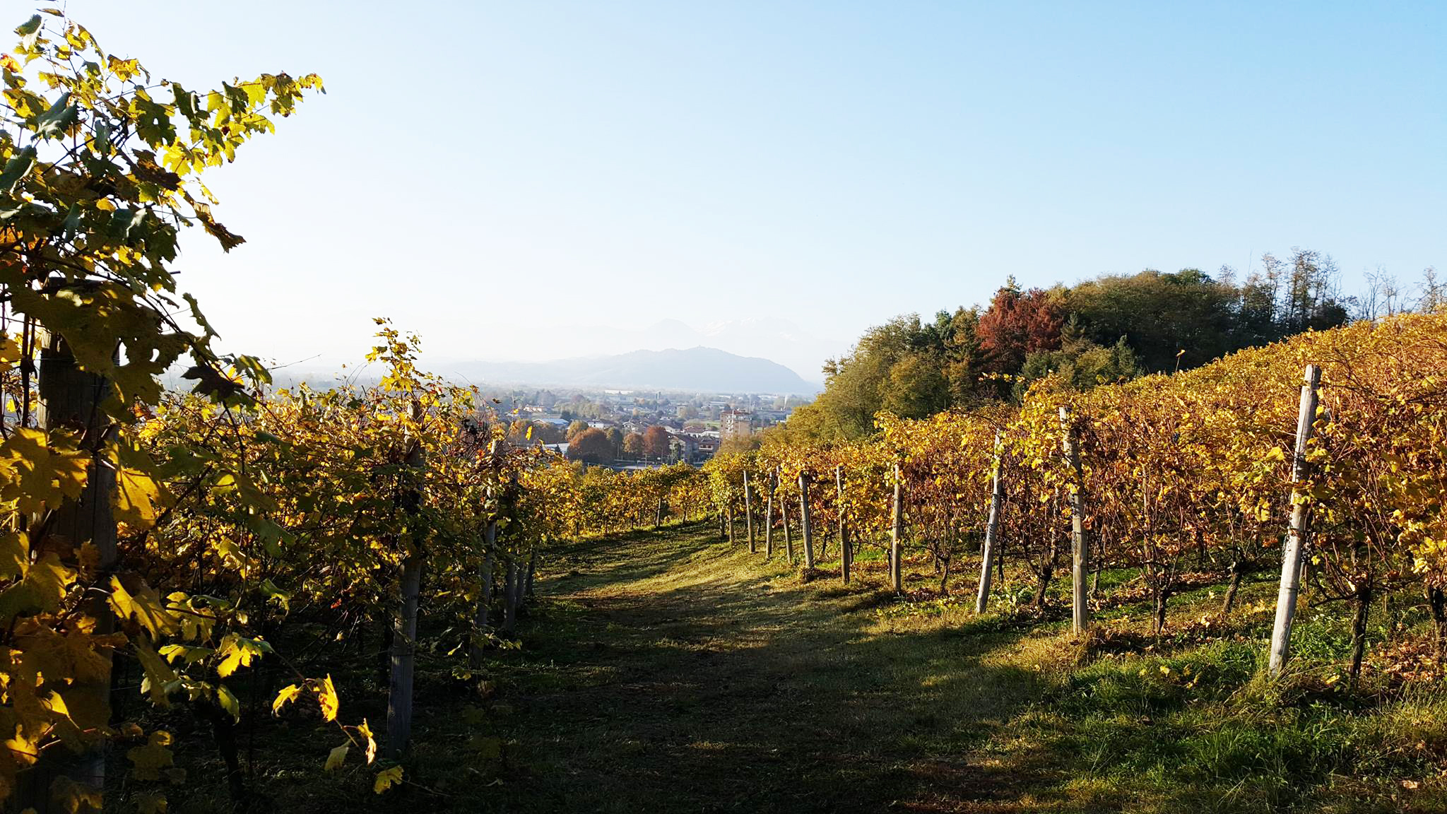 Antichi Vigneti Cantalupo, Ghemme (Novara)