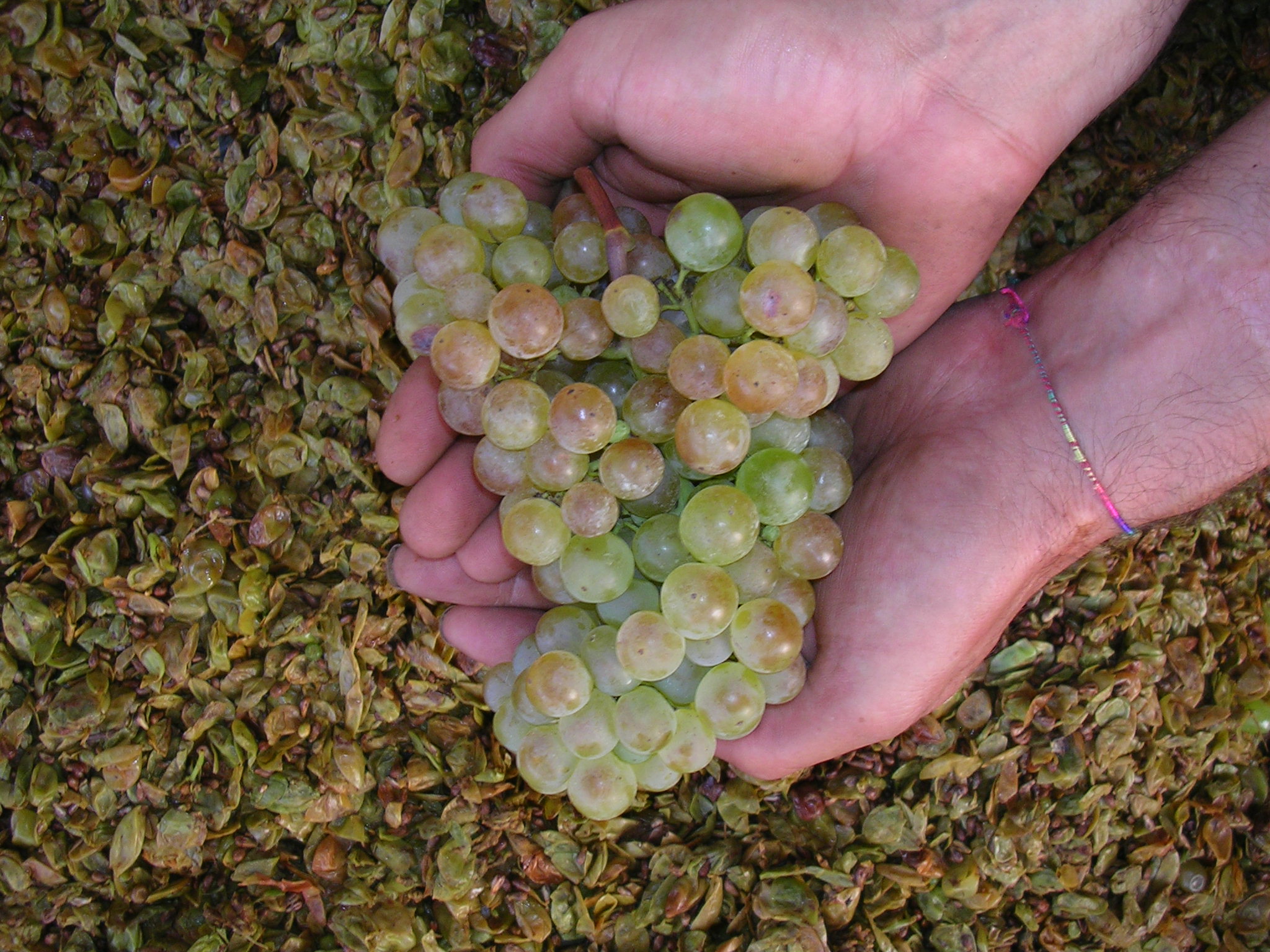 Vendemmia presso la cantina Pinsoglio Fabrizio, Canale (Cuneo)