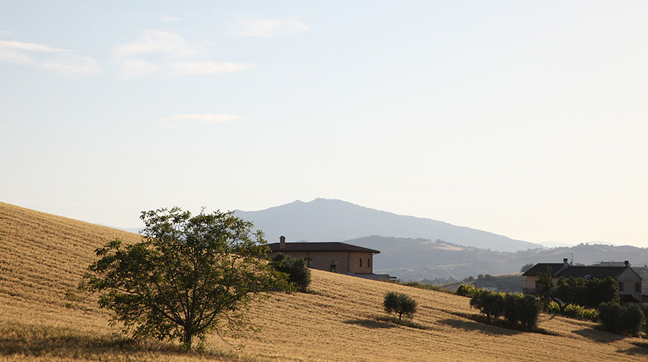 Poderi San Lazzaro, Offida (Ascoli Piceno)