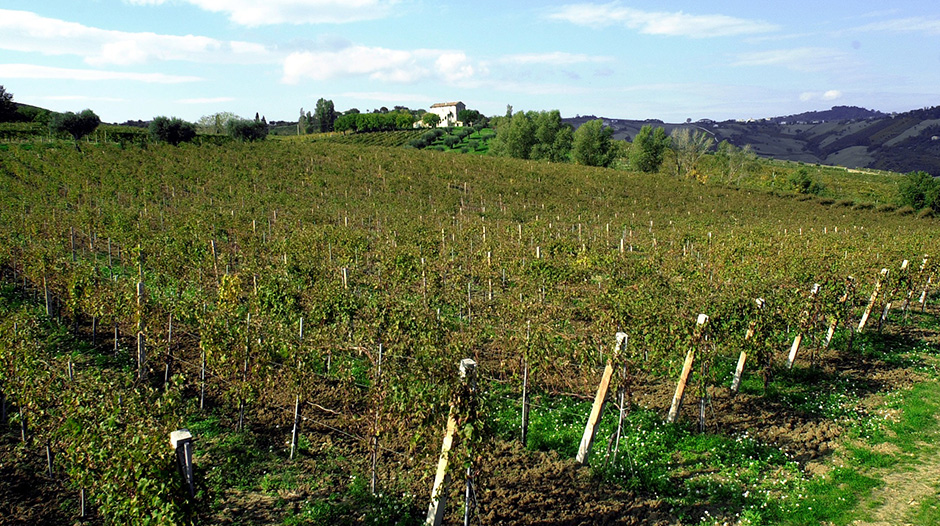 Vignamato, San Paolo di Jesi (Ancona)