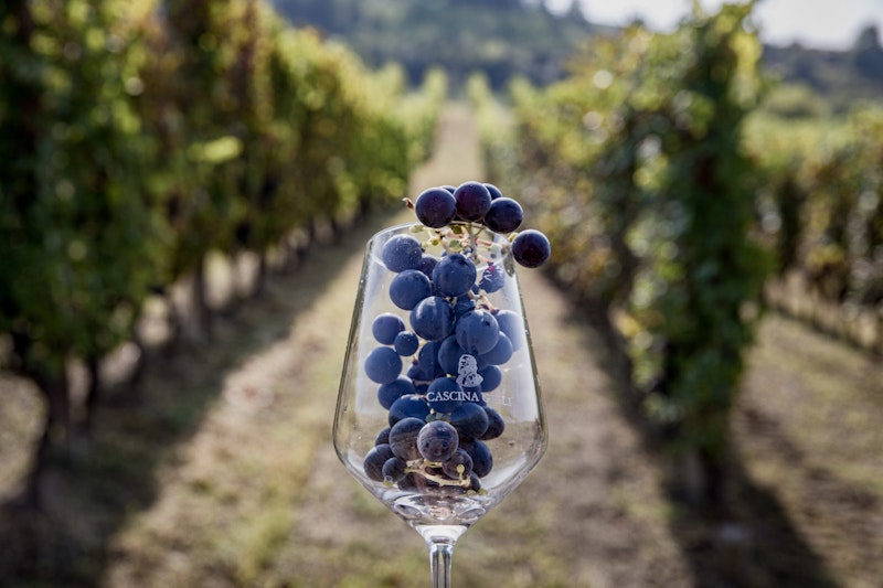 La Malvasia di Schierano e il Metodo Martinotti: un'accoppiata vincente